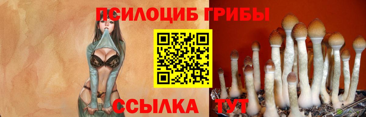 Псилоцибиновые грибы Cubensis Абакан